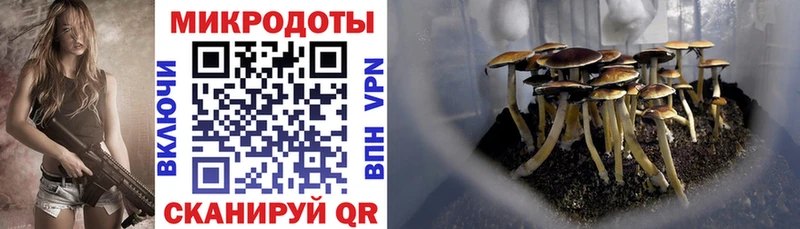 Псилоцибиновые грибы Psilocybe  Елизаветинская 